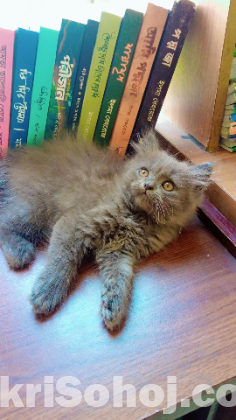 পার্শিয়ান  বিড়াল